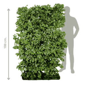 Bøg fagus sylvatica Færdighæk i 180 cm fra 123Færdighæk
